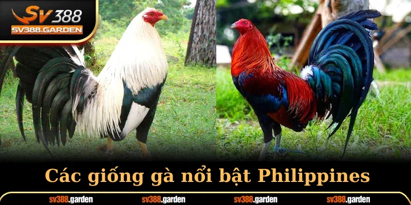 Các giống gà nổi bật Philippines