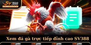 Xem đá gà trực tiếp nổi bật